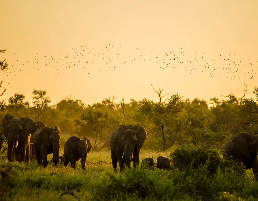 afrique-sud_pays-Zoulou-16