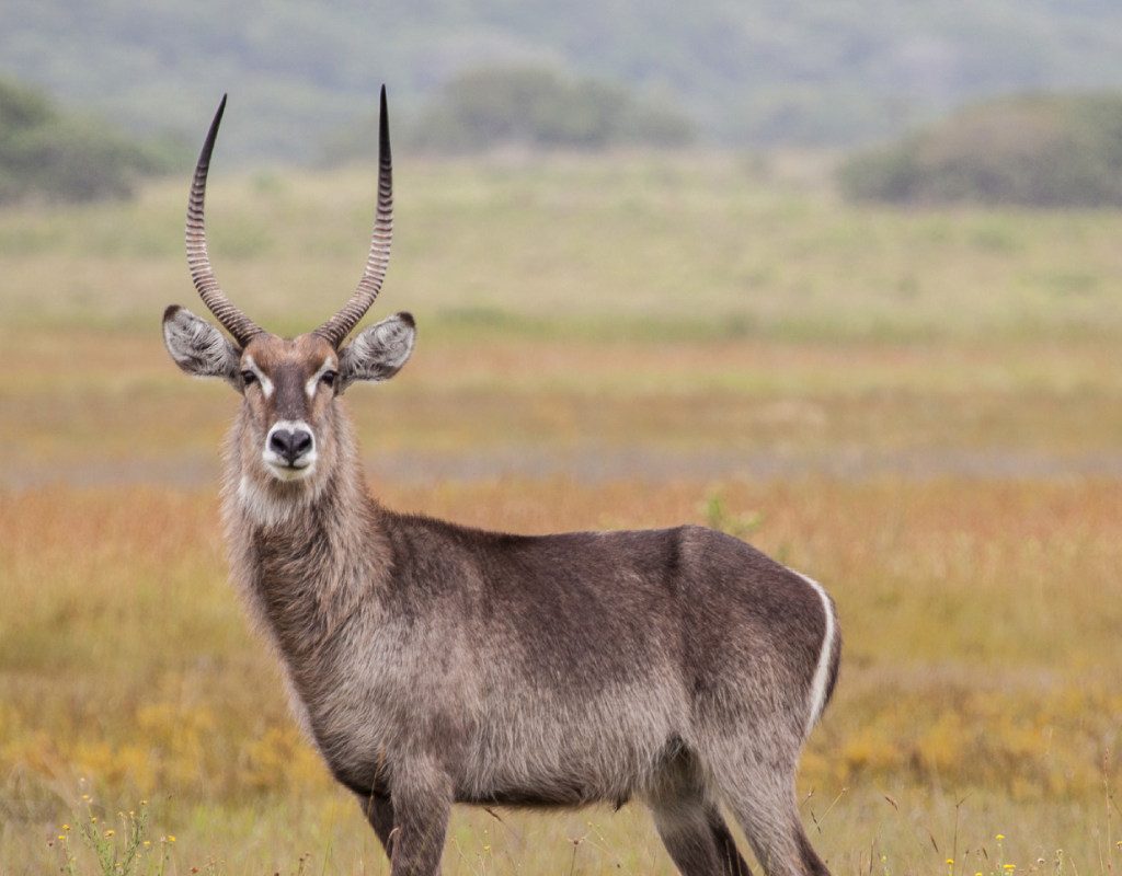 afrique_confins-afrique-australe 10