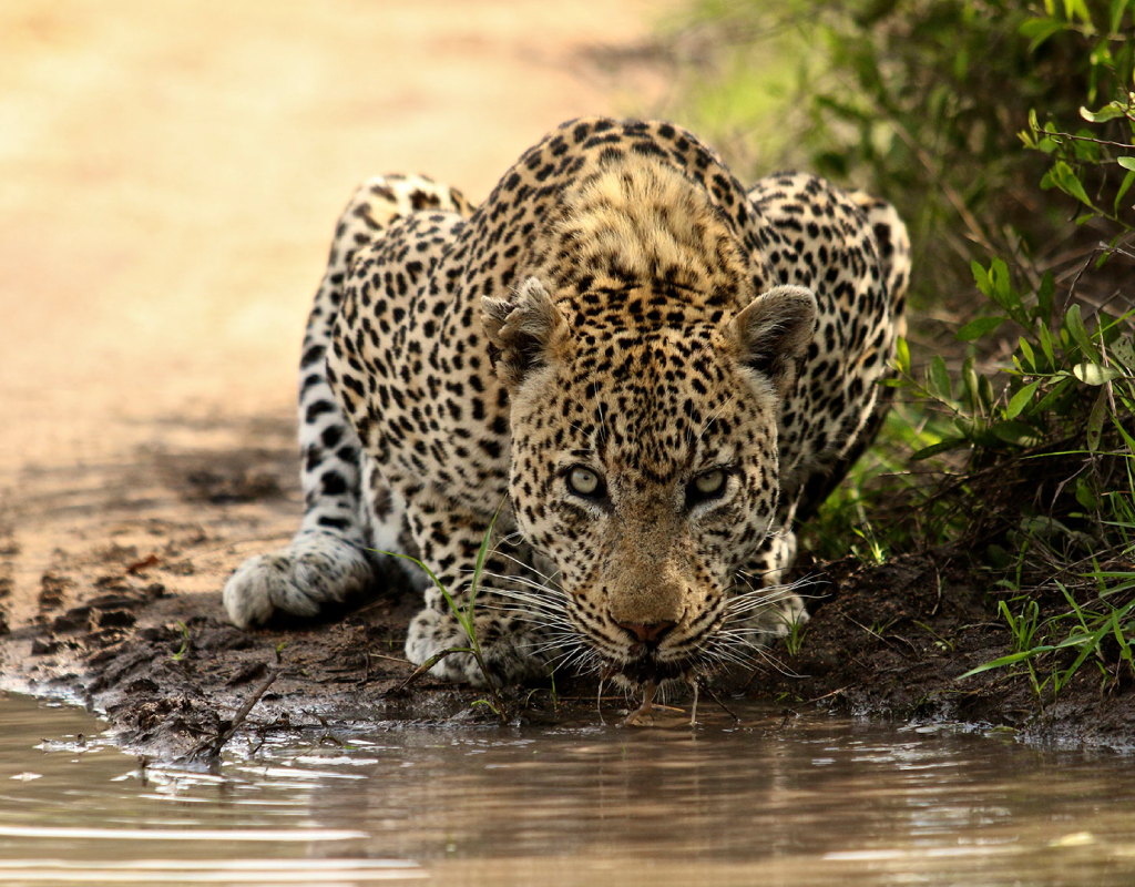 afrique_confins-afrique-australe 17