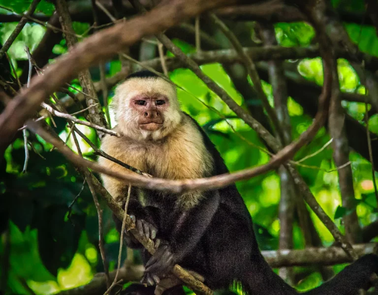 panama_immersion-nature-culture-04