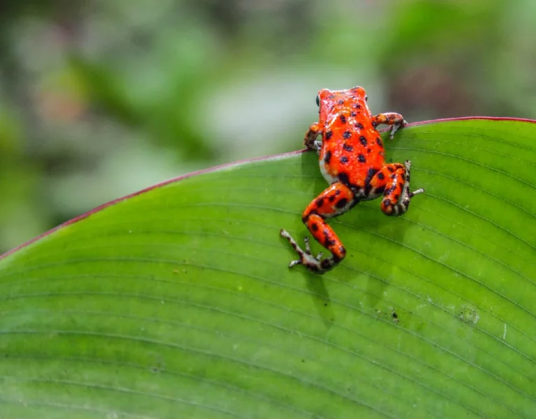 panama_immersion-nature-culture-13