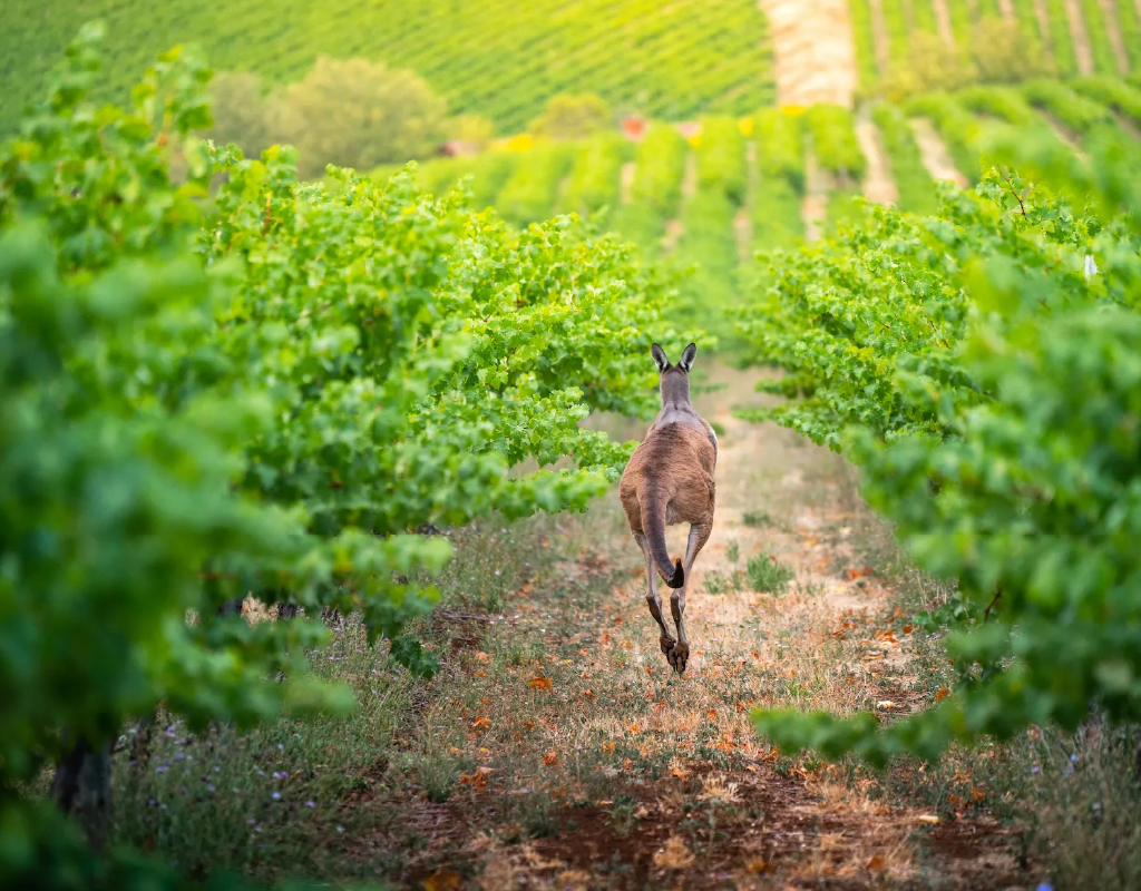 afrique-sud_vins-vignoble-03