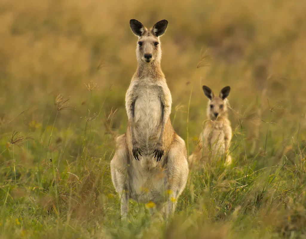afrique-sud_vins-vignoble-09